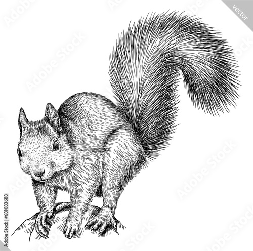 Vintage engraving isolated squirrel set illustration ink sketch. Forest background animal silhouette art. Black and white hand drawn vector image
