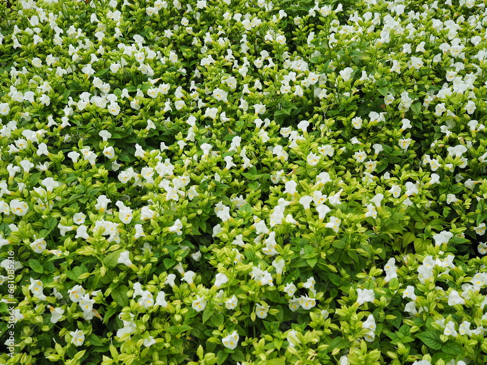 Wishbone flower: white flowers with yellow stamens curved into a two-pronged bone shape, similar to a bird's breastbone. Bluewings or Torenia is a flowering plant that can absorb toxins.
