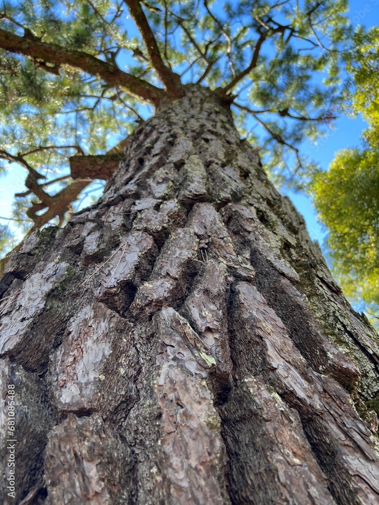 pine pine