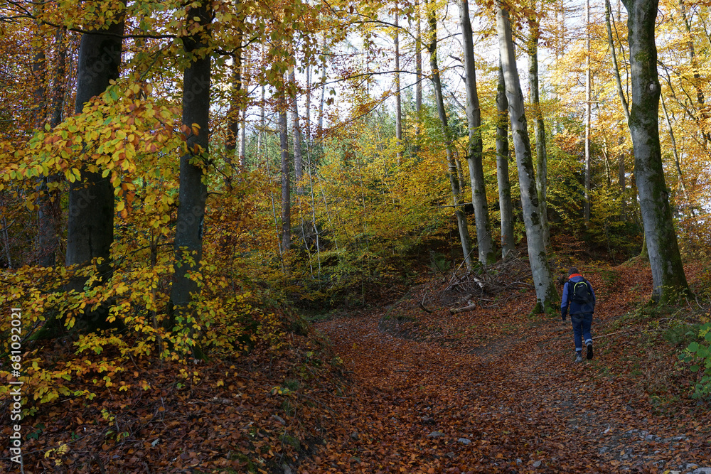 Fototapeta premium Goldener Herbst - wandern im Hönnetal bei Balve, Sauerland, NRW