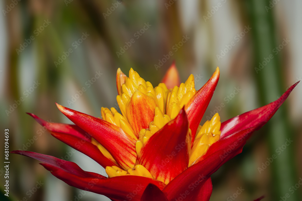 Vivid-Red-and-Yellow-Bromeliad-Flower-Macro-by-Aravind-Reddy-Tarugu Vivid-Red-and-Yellow-Bromeliad-Flower-Macro-by-Aravind-Reddy-Tarugu