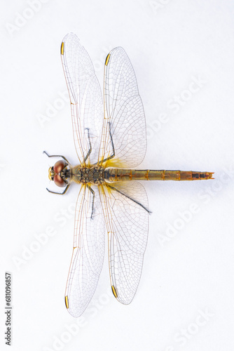 Extreme macro  shots, showing of eyes dragonfly detail. isolated on a white background.