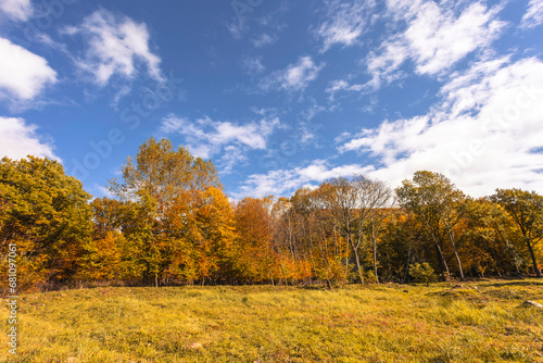 The warm autumn sun shining through golden treetops  with beautiful bright blue sky