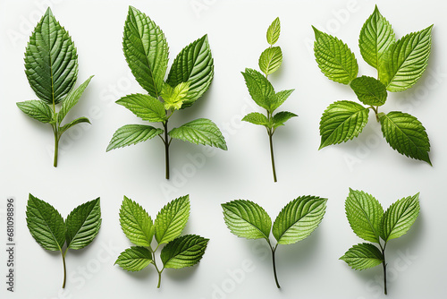 Set mint leaf on white background