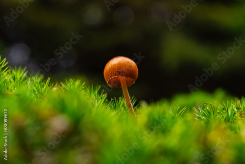 Kleiner Pilz auf einem Moosbett photo