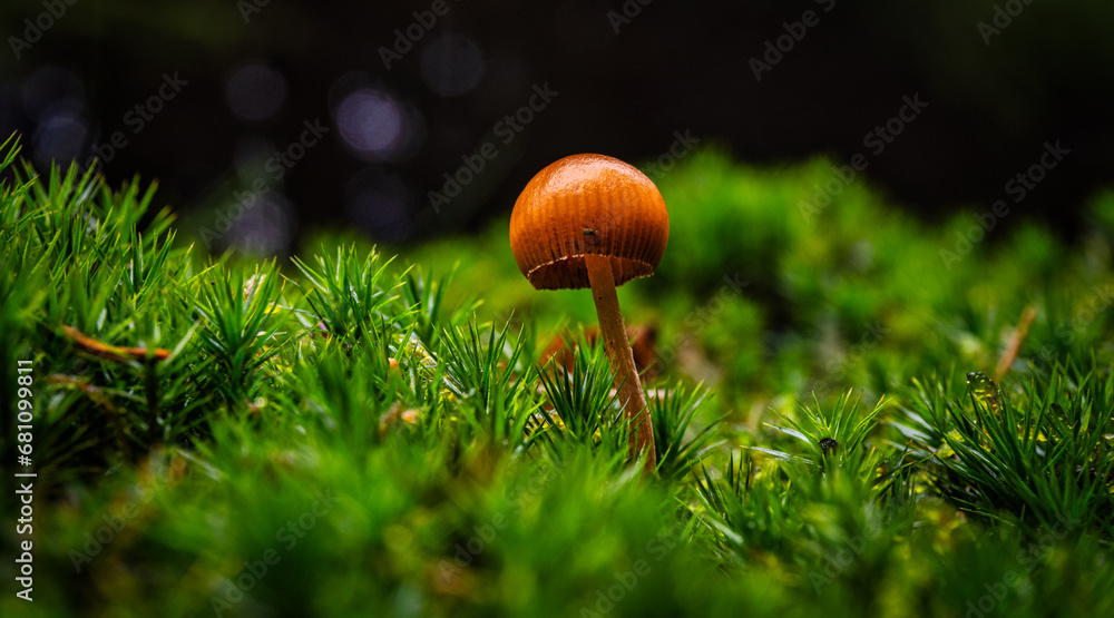 Kleiner Pilz auf einem Moosbett - obrazy, fototapety, plakaty 