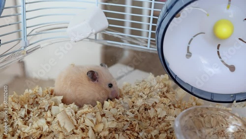 Fluffy hamster eats in his cage. A greedy hungry hamster hides food. Caring and caring for a pet