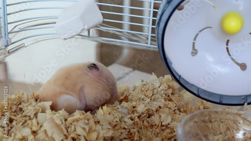 A fluffy hamster in his cage. The Syrian fluffy hamster itches, takes care of its fur. Caring and caring for a pet