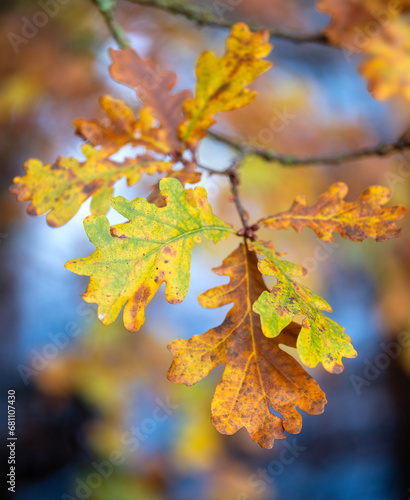 yellow orange and brown oak leaves in the fall