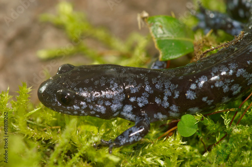 Closeup on the colorful but endangered Blue-spotted mole salamander, Ambystoma laterale sitting on moss