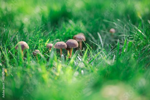 Cluster of mushrooms growing in a grass lawn 