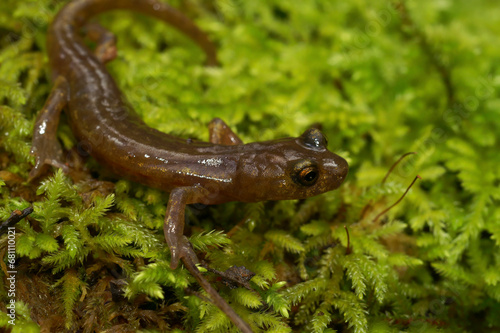 Closeup on the endangered lungless Californian limestone salamander, Hydromantes brunus at Merced River