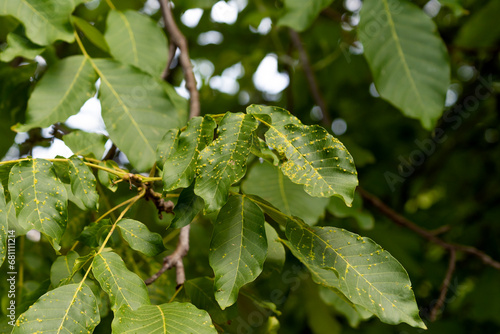 walnut tree affected by walnut gall or wart mite. affected walnut leaves on a branch close-up with walnut fruits. concept of plant diseases, plant growing, plant treatment, Eriophyes tristriatus photo