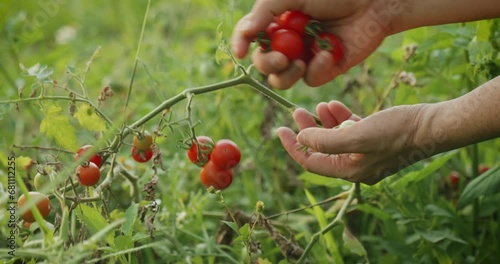 Mature hands picking red ripe tomatoes on the vine tomato plant, growing and harvesting organic vegetable and fruit homegrown garden food plants to ensure food safety and maintain food sustainability