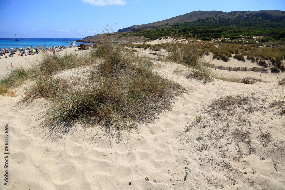 mallorca sand beach with dunes
