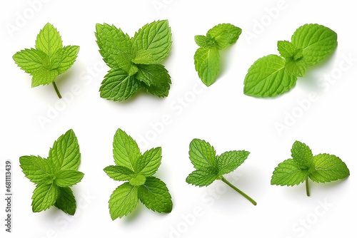 Mint leaf isolated on white background photo