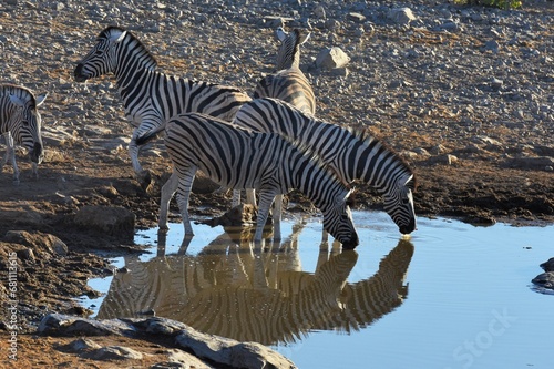 Steppenzebras  equus quagga  am Wasserloch Halali im Etoscha Nationalpark in Namibia. 