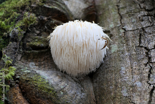 Lion’s Mane mushroom (Hericium erinaceus) also known as Bearded Hedgehog Mushroom, known for its health benefits
 photo