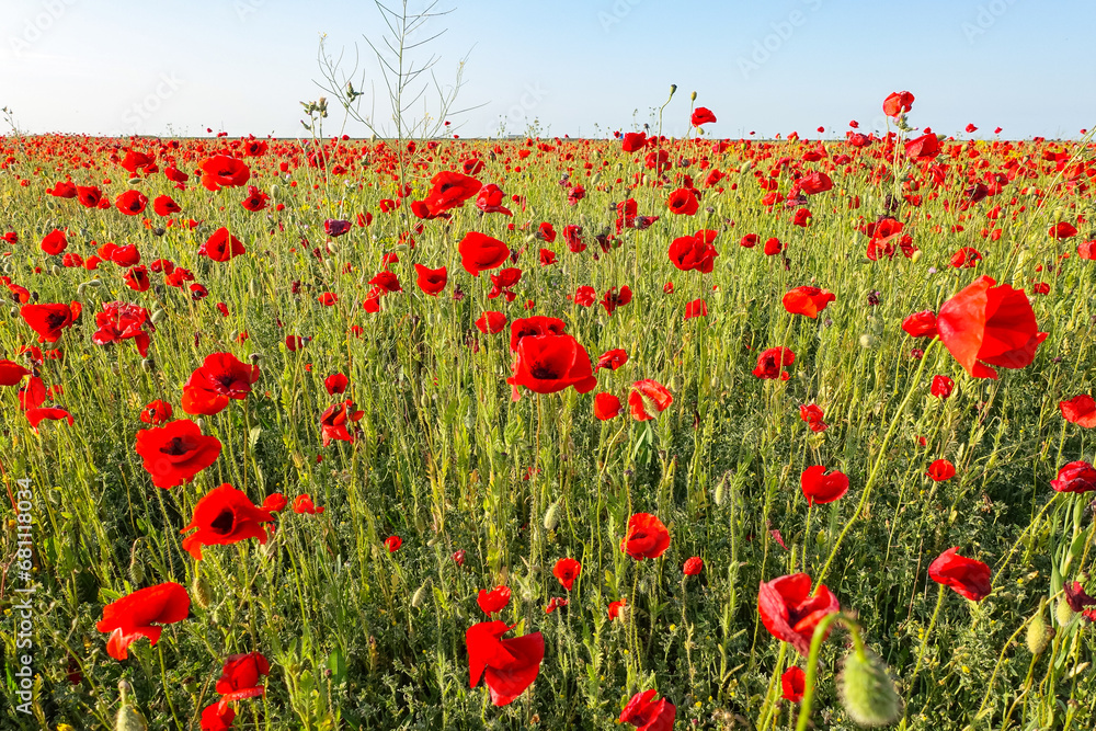 Obraz premium Poppy field in the Crimea. A beautiful field of wild red poppies at sunset in the evening. Sunset over a poppy field in the countryside. Red poppies on a poppy field. Russia