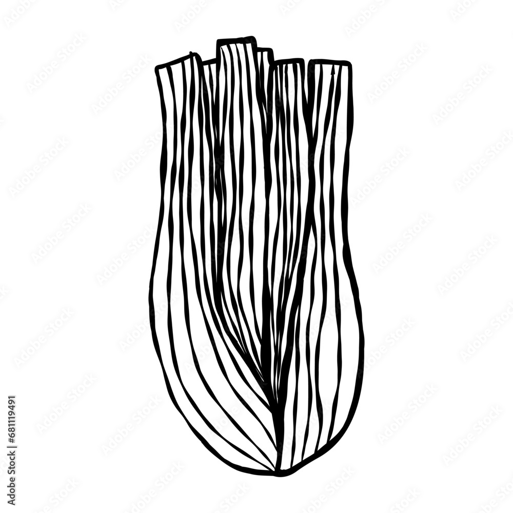 Celery stalk. Handdrawn sketch icons of vegetables. Isolated vector