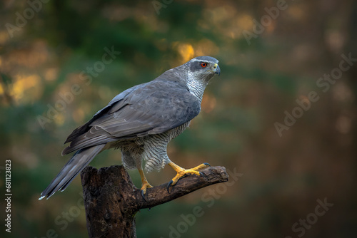 Beautiful adult of Northern Goshawk (Accipiter gentilis) on a branch with a prey in the forest of Noord Brabant in the Netherlands. Autumn background. © Albert Beukhof