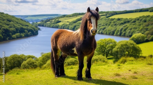 Exmoor National Park Landscape: A Beautiful Pony Grazing on Farmland at Wimbleball Lake, Devon, England photo