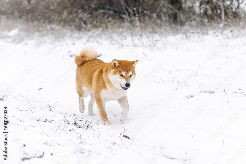 Portrait of a miniature red dog of the Shiba Inu breed that smiles in a snowy field