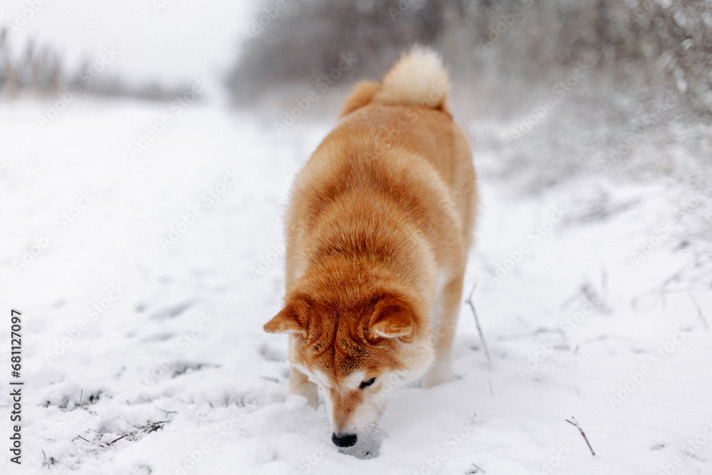 Portrait of a miniature red dog of the Shiba Inu breed walking and sniffing in a snowy field Portrait of a miniature red dog of the Shiba Inu breed walking and sniffing in a snowy field