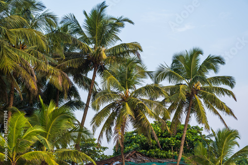 Fototapeta Naklejka Na Ścianę i Meble -  coconut trees palms against the blue sky of India