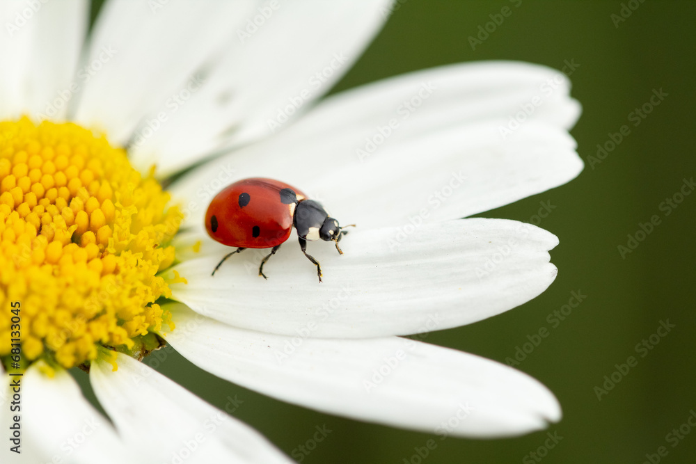 Obraz premium ladybug on camomile