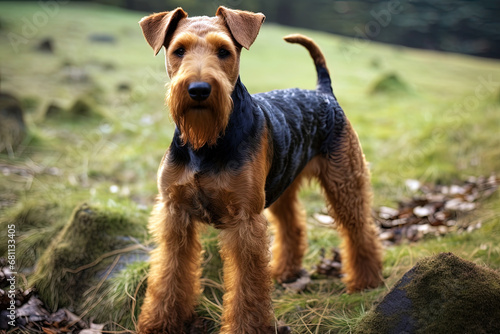 Portrait of Welsh Terrier on a nature close up cropped photo. Ai art © Tatyana Olina