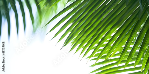 palm tree leaves banner