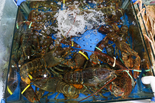 a live Lobster Korea fish market