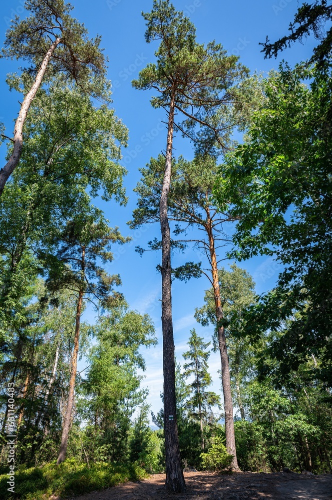 Fototapeta premium Tall pine trees in a forest in Bohemia, Czech Republic