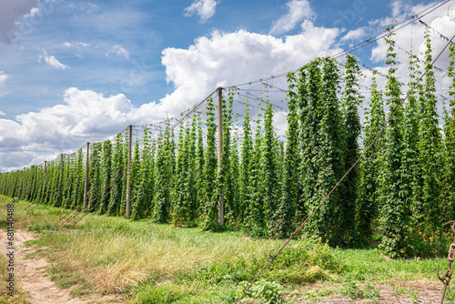 Cultivation of hop plants as an ingredient for making beer near the town of Lautitz in eastern Germany photo