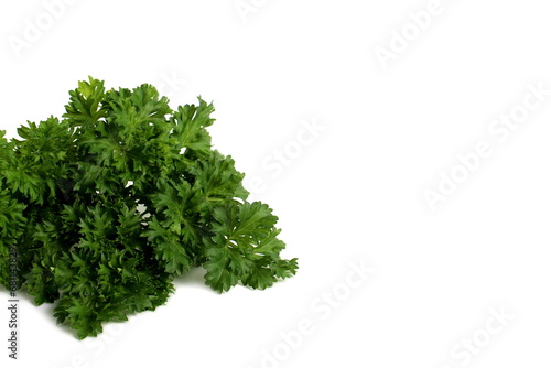  A bunch of fresh parsley lies on a white background.