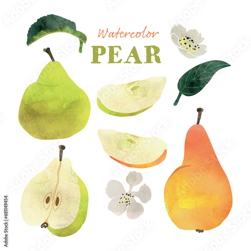 Pear fruit with leaves and blossoms watercolor vector illustration set. Painterly watercolor texture and ink drawing elements. Hand drawn and hand painted.
