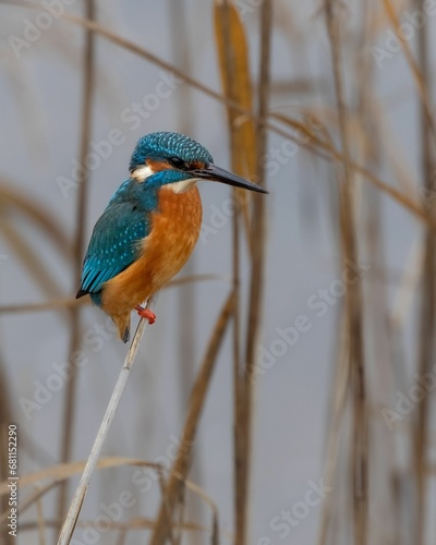 Cheerful small blue Common kingfisher bird perched on a dried grass patch, on a sunny day