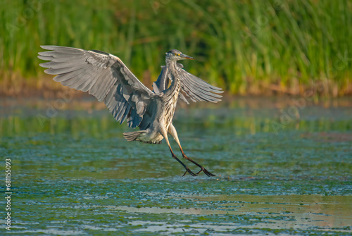 Gray Heron (Ardea cinerea) landing on the water over a wetland.