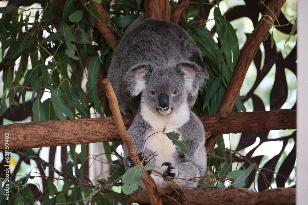 Obraz premium Koala