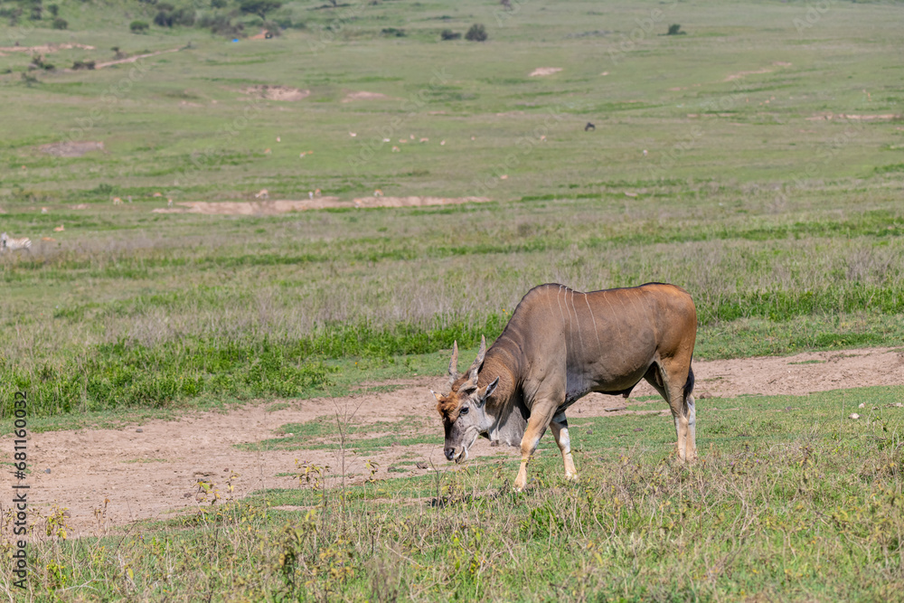 Naklejka premium Elenantilope