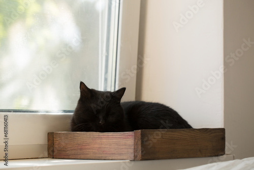Beautiful black cat in a wooden box