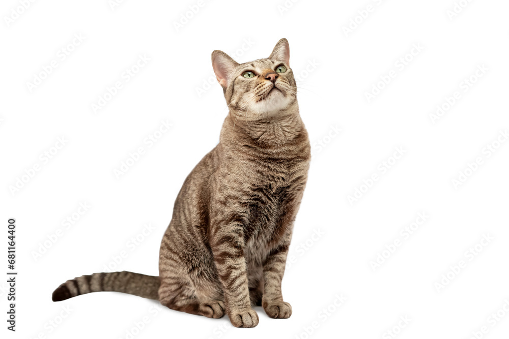 A tabby cat sits on a white background and looks upwards. isolated A tabby cat sits on a white background and looks upwards. isolated