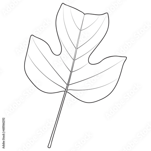 Tulip poplar or Liriodendron tulipifera leaf outline. Coloring book page, vector