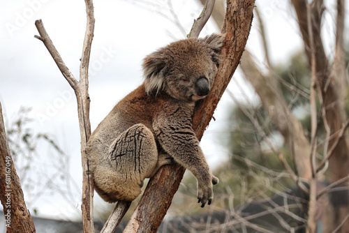 Canvas Print Koala