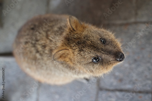 Känguru, Wallaby, Quokka