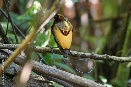 Male Magnificent bird-of-paradise (Diphyllodes magnificus) in Arfak mountains in West Papua, Indonesia