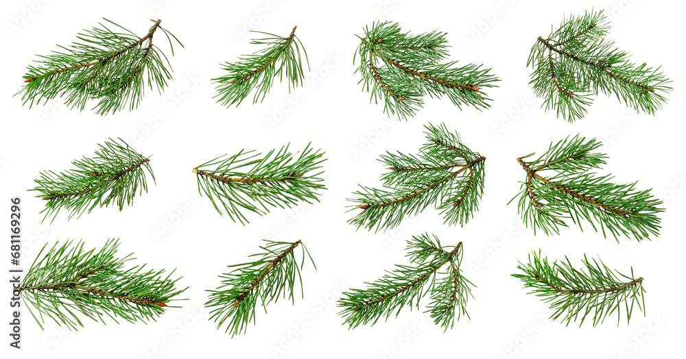 spring pine on a white isolated background spring pine on a white isolated background