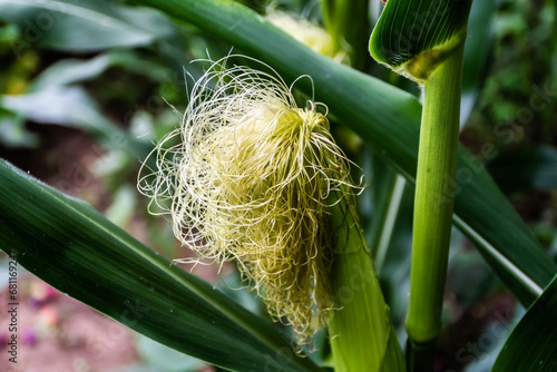 Fresh corn silk. Unripe corn cobs with corn silk.