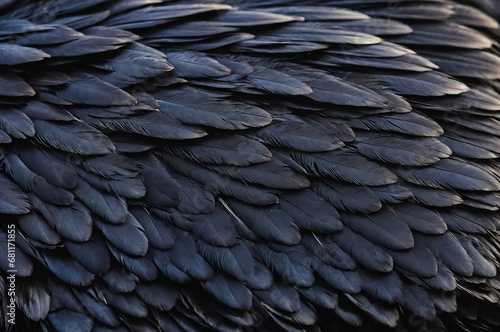 Beautiful black grey bird feathers pattern texture background.